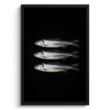 Cadre Photo - Hareng - Poisson - Noir