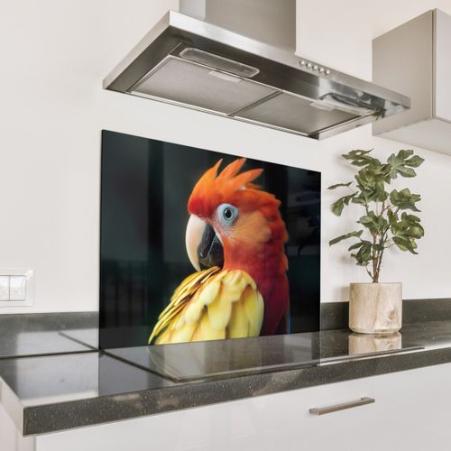 Gros plan - Perroquet - Plumes - Orange