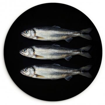 Tableau rond - Hareng - Poisson - Noir