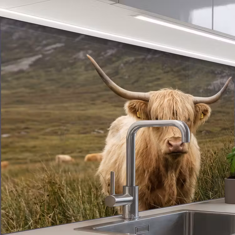 Crédence cuisine - Scotch highlander - Bergen - Champ d'herbe — 1