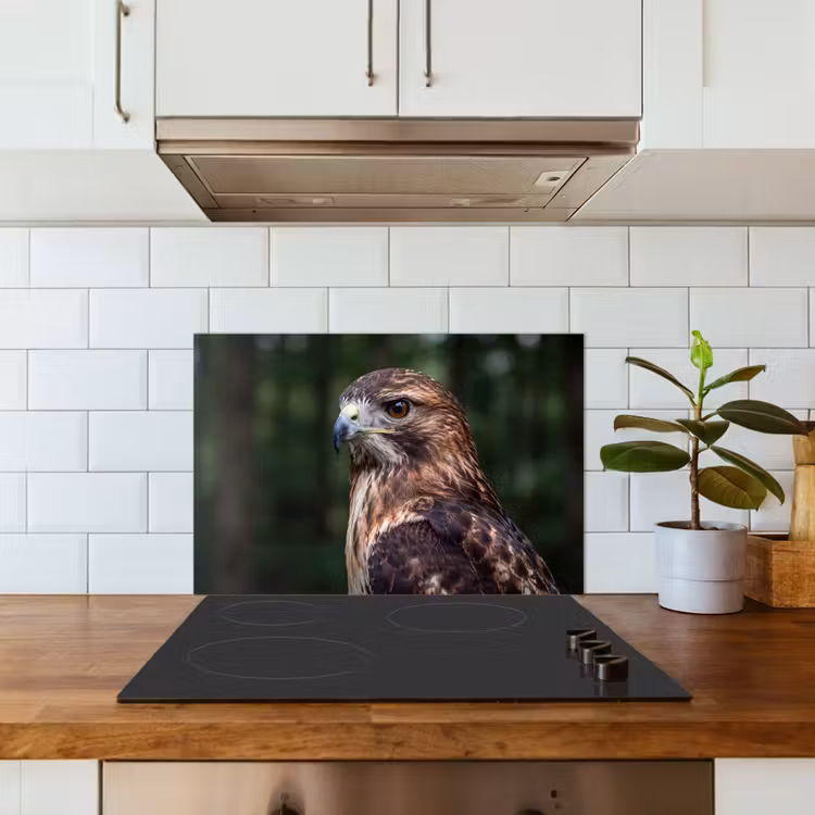 Fond de hotte - Buse - Rapace - Nature - Marron — 3