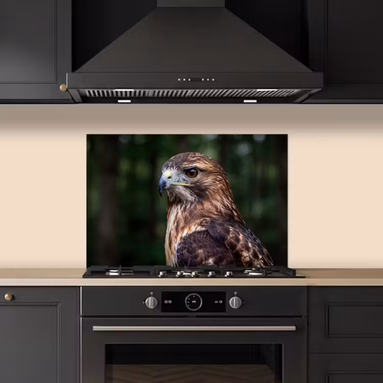 Fond de hotte - Buse - Rapace - Nature - Marron — 5
