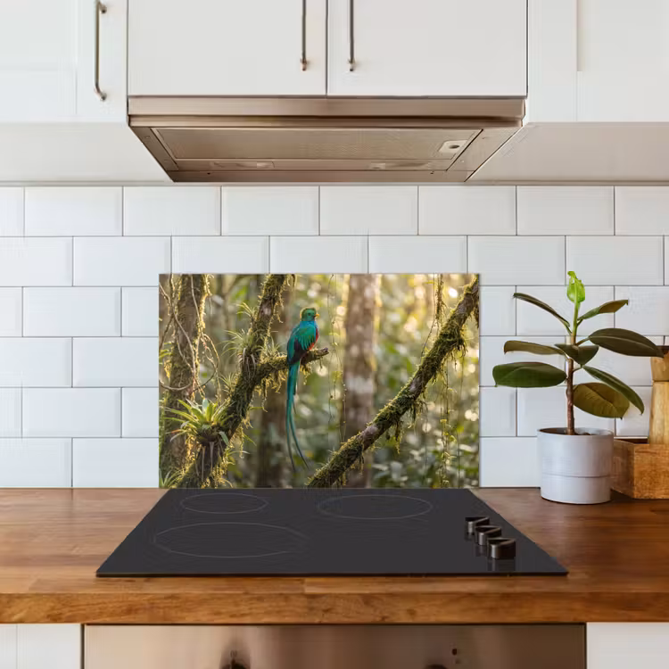 Fond de hotte - Quetzal - Jungle - Nature - Vert — 3