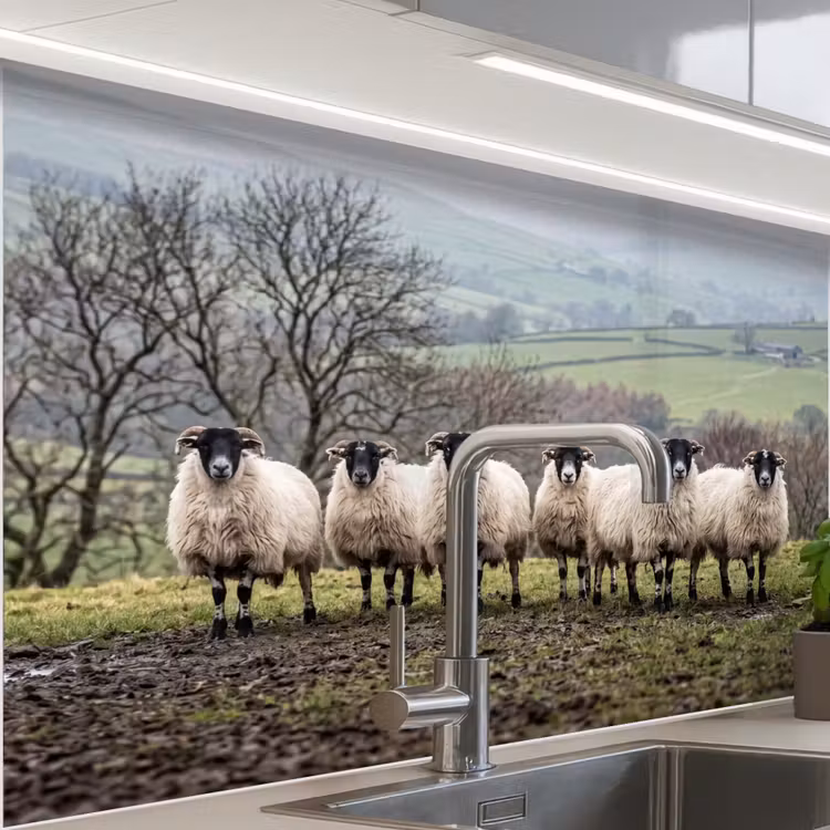 Crédence cuisine - Moutons - Rangée - Pâturage - Animaux - Campagne — 1