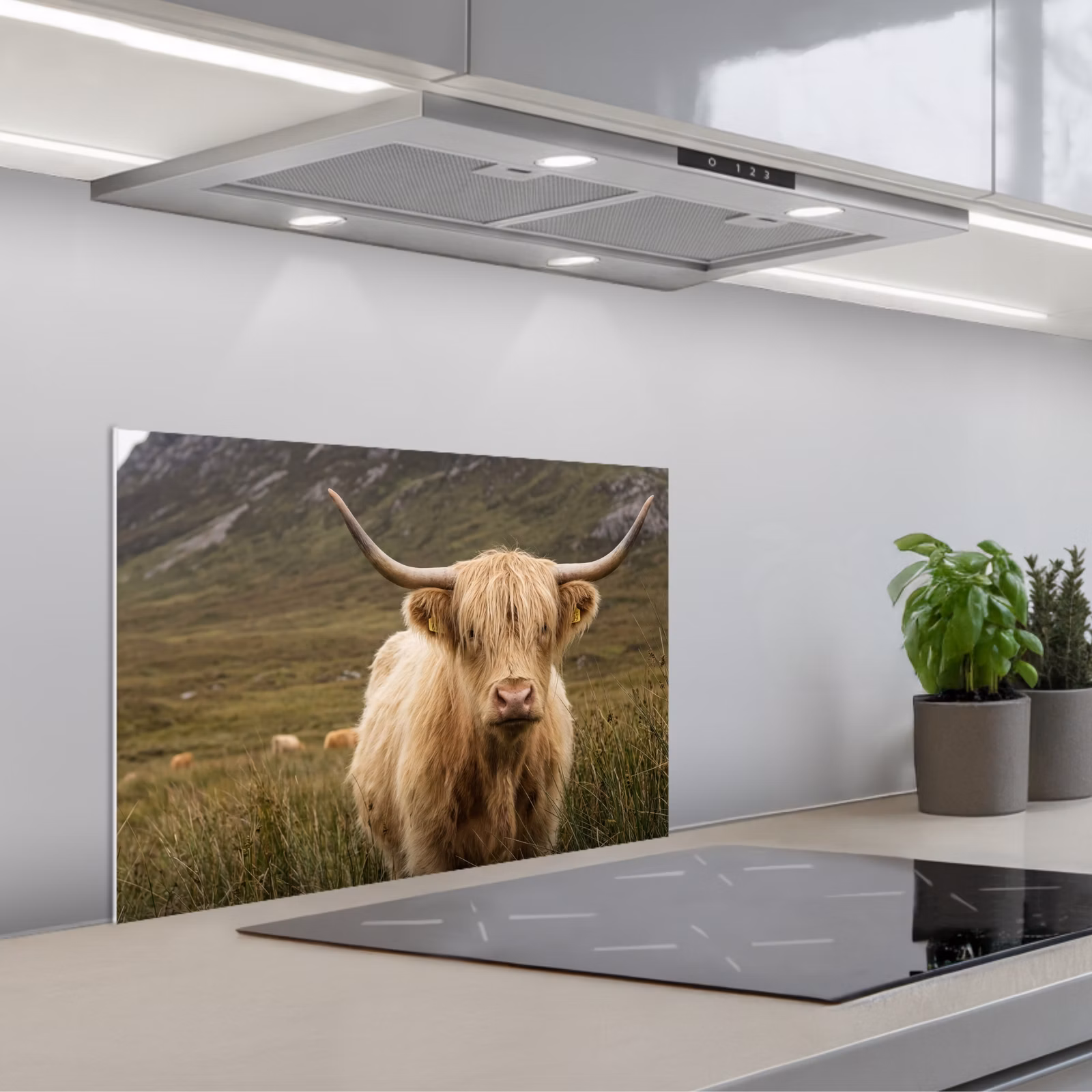 Fond de hotte - Scotch highlander - Bergen - Champ d'herbe — 1