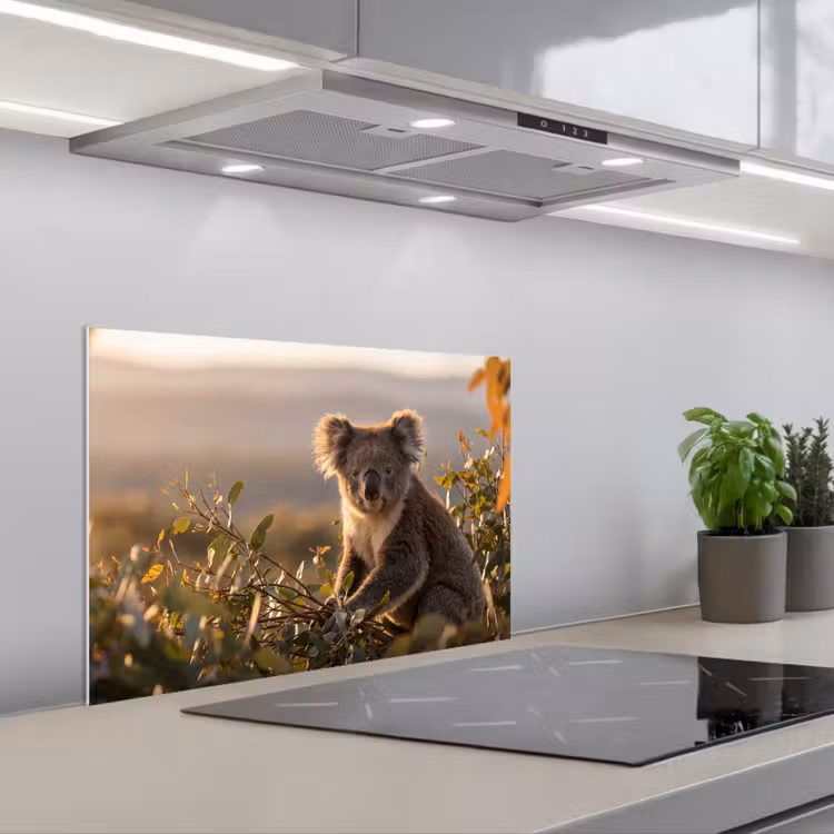 Fond de hotte - Koala - Feuilles - Lumière du matin — 1