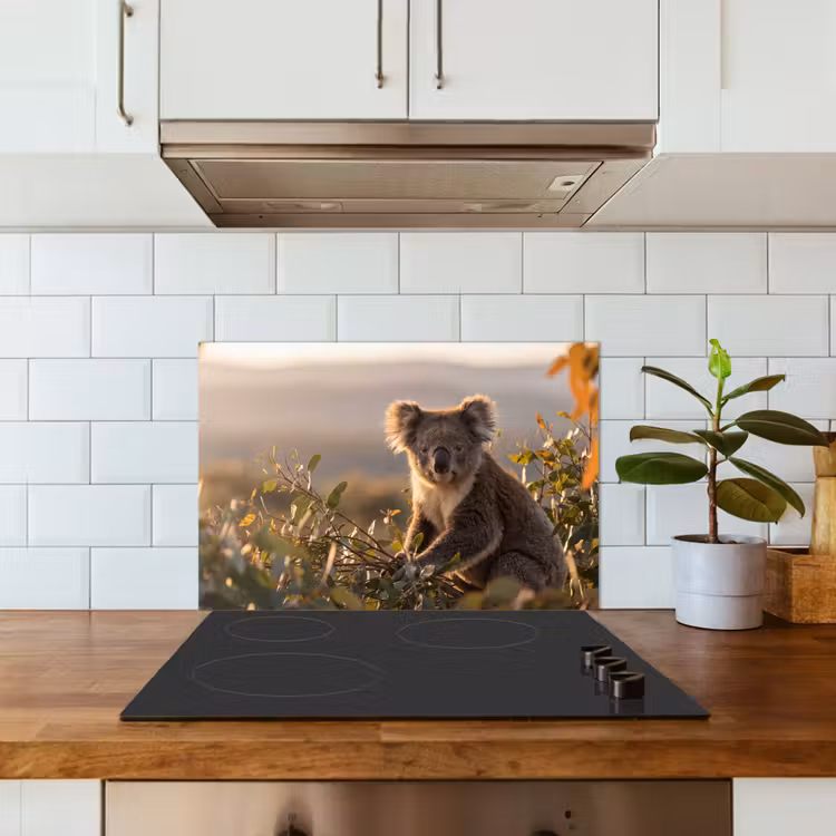 Fond de hotte - Koala - Feuilles - Lumière du matin — 3