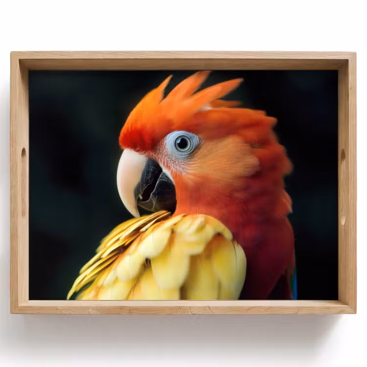 Plateau - Gros plan - Perroquet - Plumes - Orange — 1