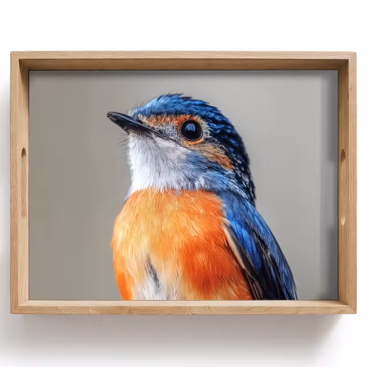 Plateau - Coloré - Oiseau - Plumes - Bleu — 1