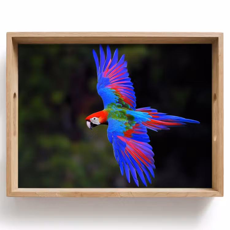 Plateau - Couleurs vives - Perroquet - Forêt - Ailes — 1
