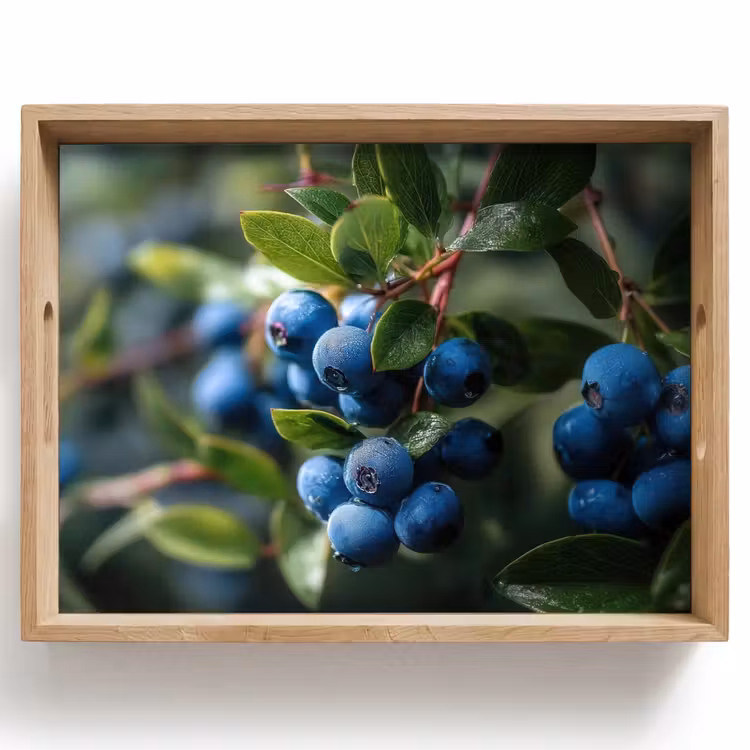 Plateau - Bleuets - Gouttes de rosée - Lumière naturelle — 1