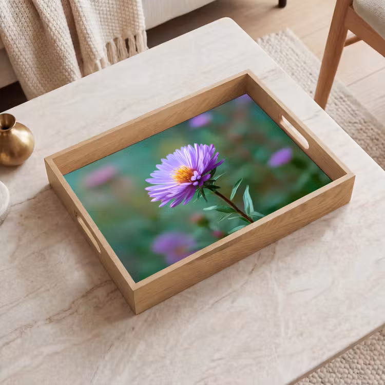 Plateau - Aster - Violet - Fleur - Pétales — 2