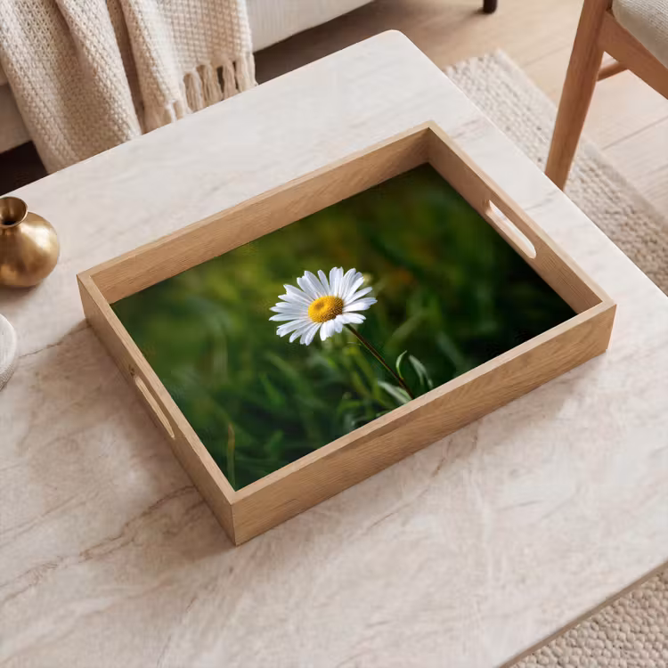 Plateau - Blanc - Marguerite - Fleur - Herbe — 2