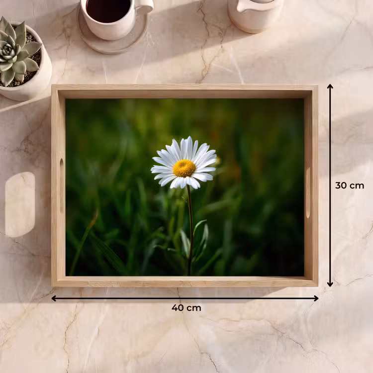 Plateau - Blanc - Marguerite - Fleur - Herbe — 7
