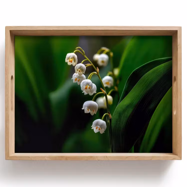 Plateau - Fleurs - blanches - feuilles - lys — 1