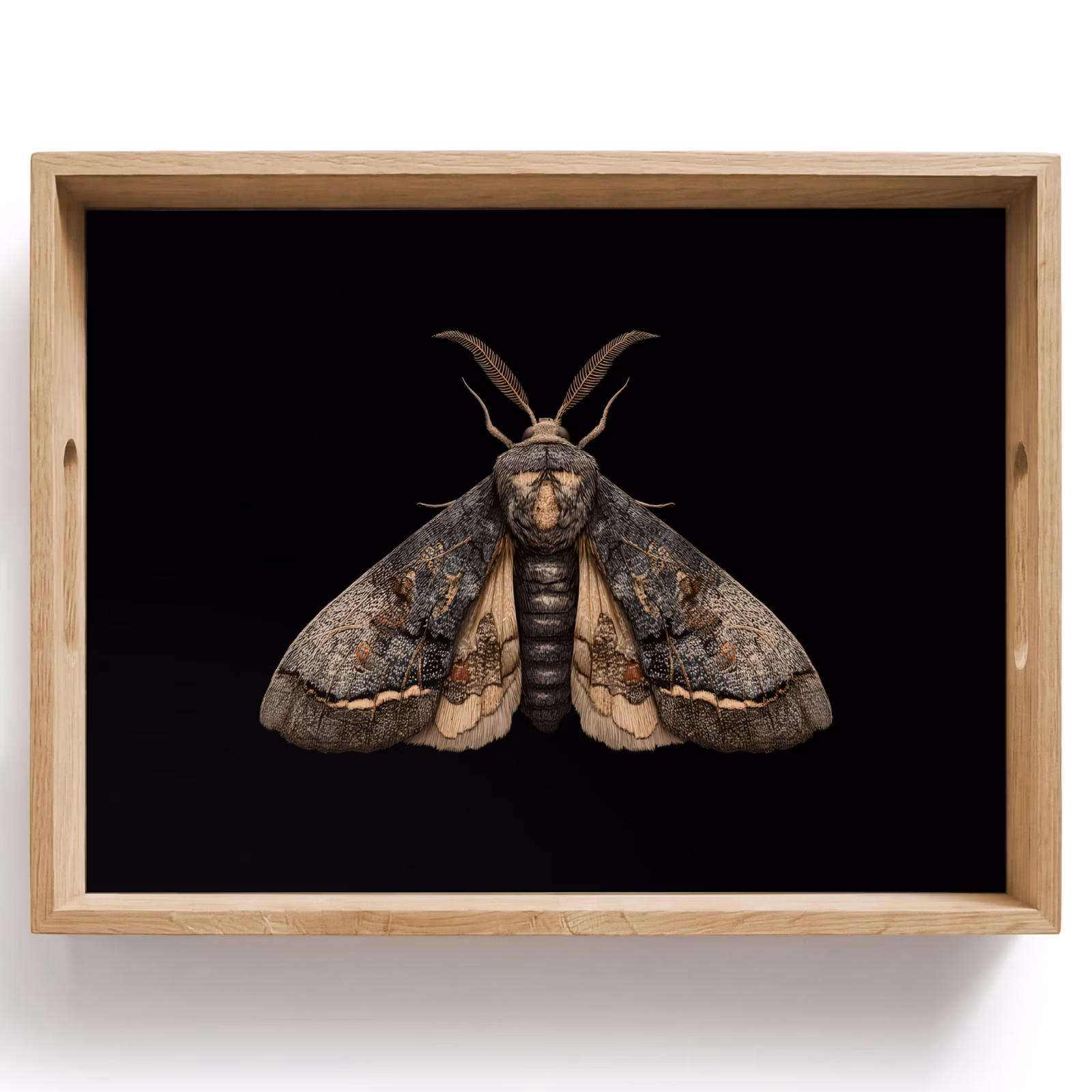 Plateau - Papillon de nuit - Feuilles - Gris — 1