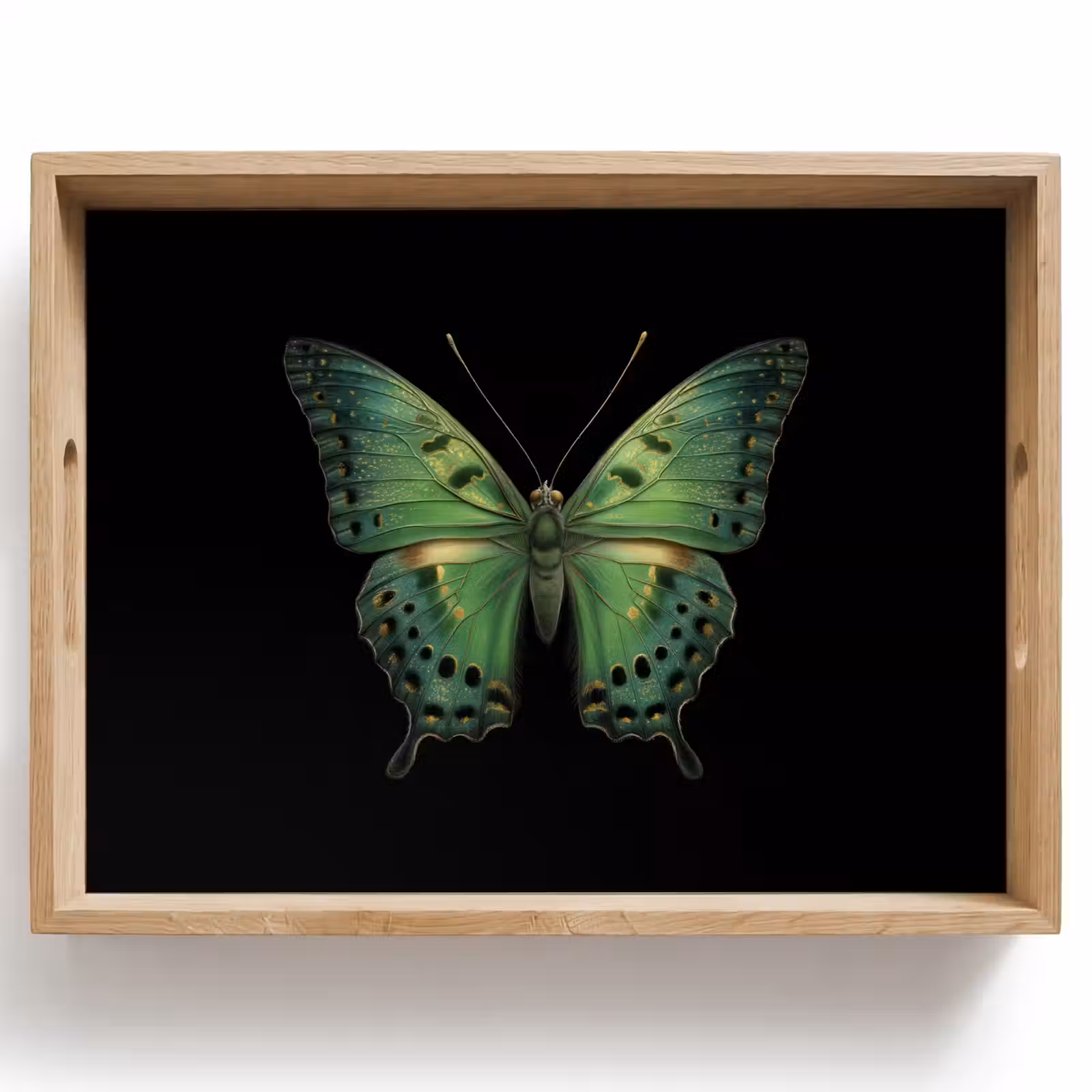 Plateau - Papillon - Vert - Profondeur — 1