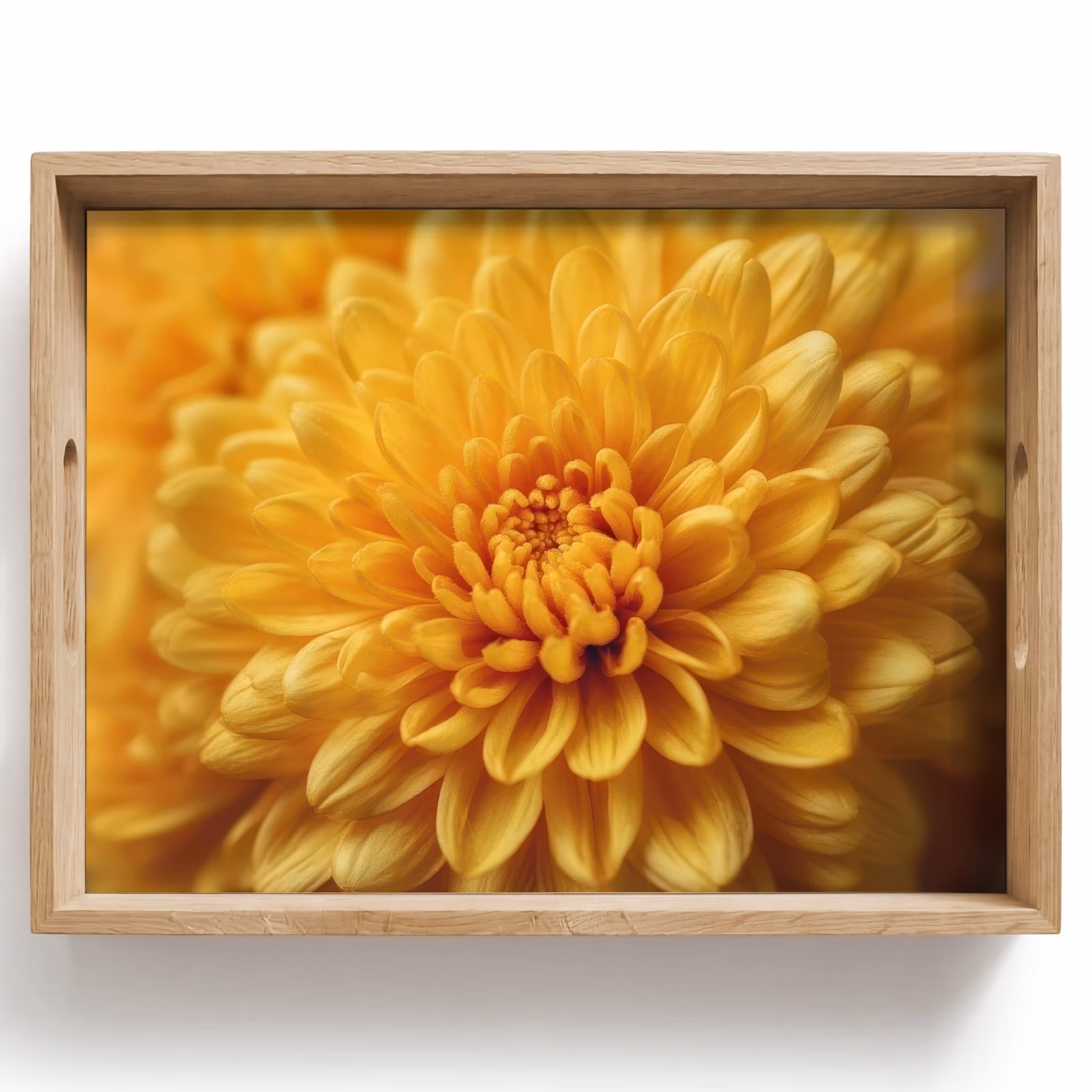 Plateau - Jaune - Chrysanthème - Douceur — 1