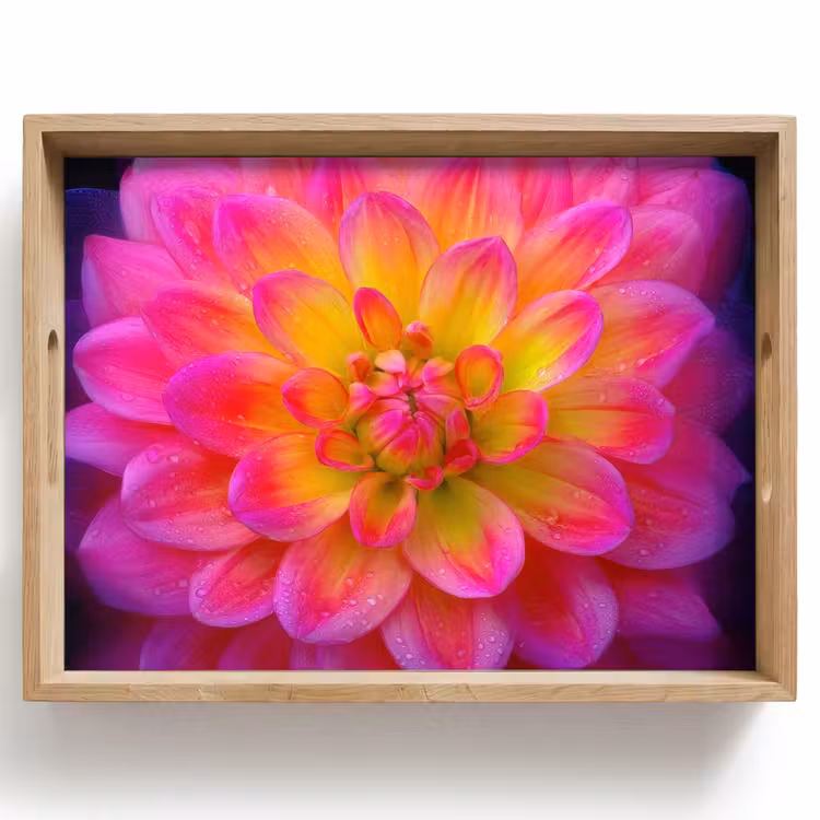 Plateau - Rose - Dahlia - Coloré — 1