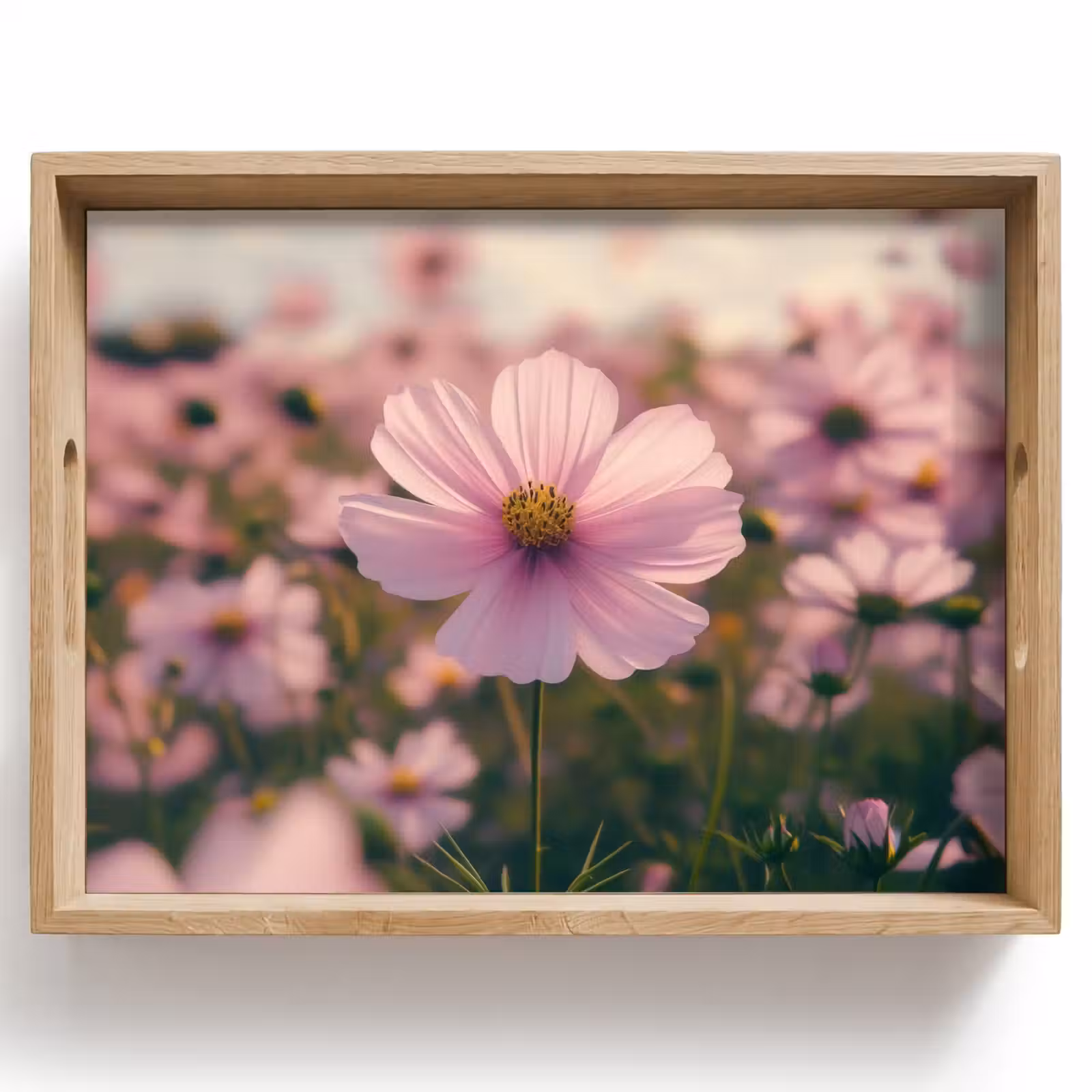 Plateau - Fleurs - violet - flou — 1