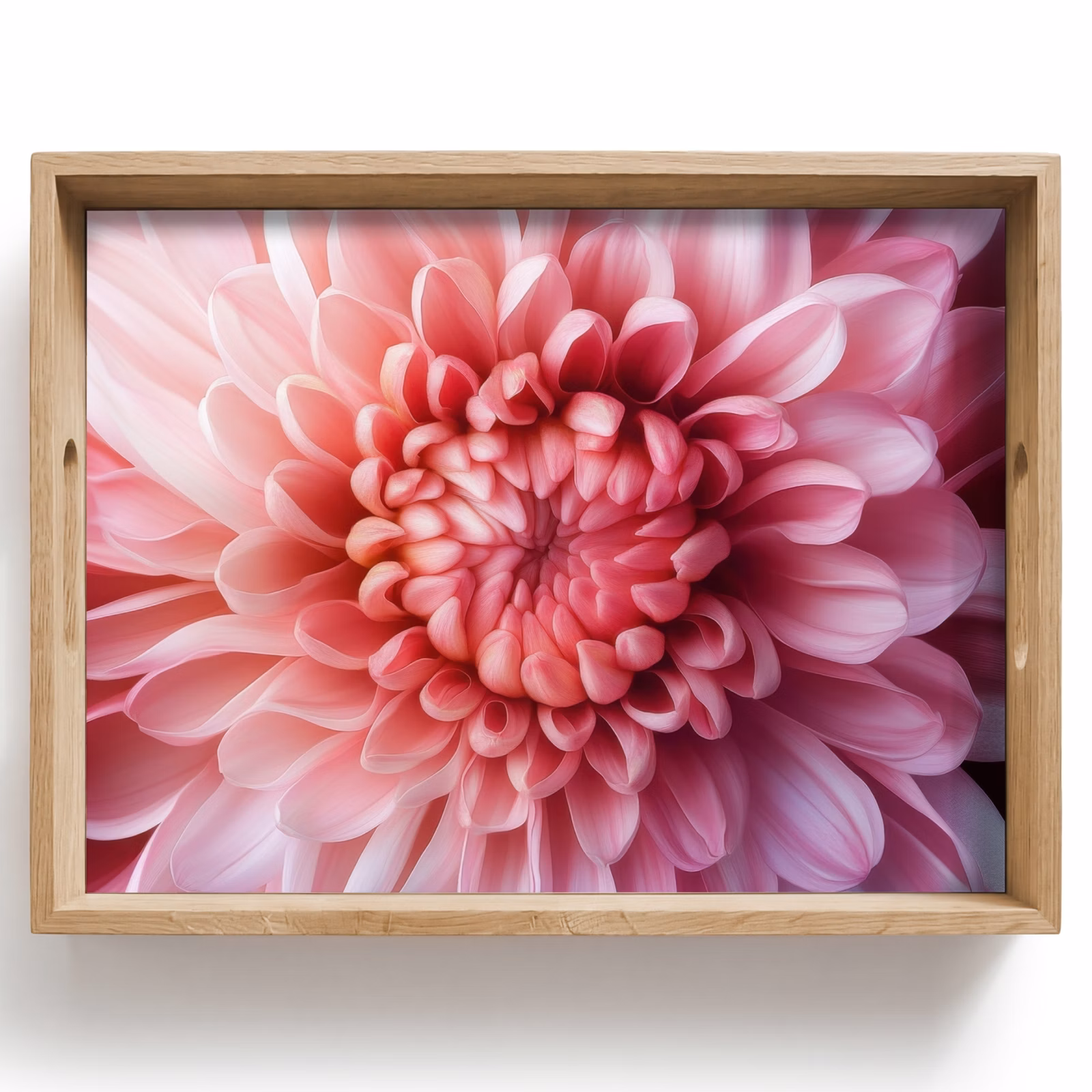 Plateau - Dahlia - Fleur - Gros plan - Rose — 1