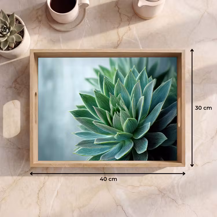 Plateau - Succulente - Feuilles - Vert - Flou — 7