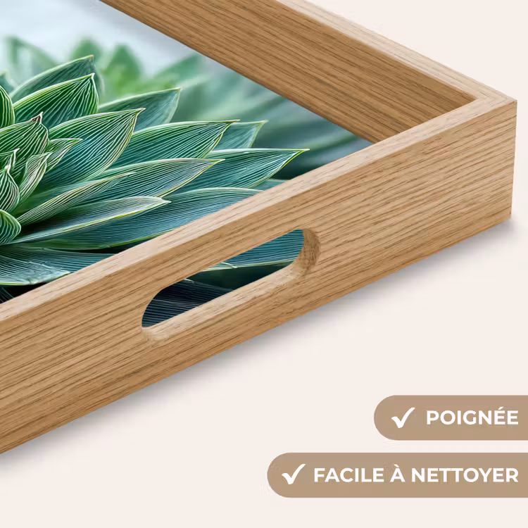 Plateau - Succulente - Feuilles - Vert - Flou — 8