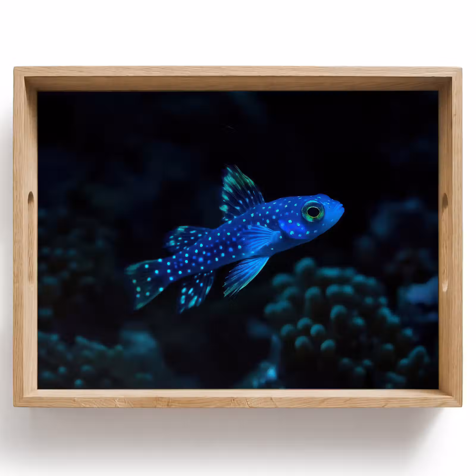 Plateau - Poisson - Points - Corail - Bleu — 1
