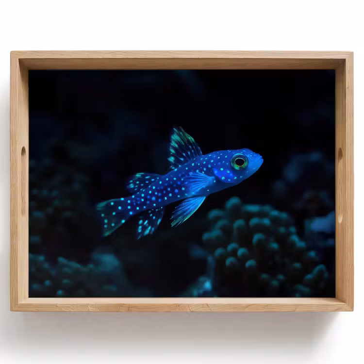Plateau - Poisson - Points - Corail - Bleu — 1
