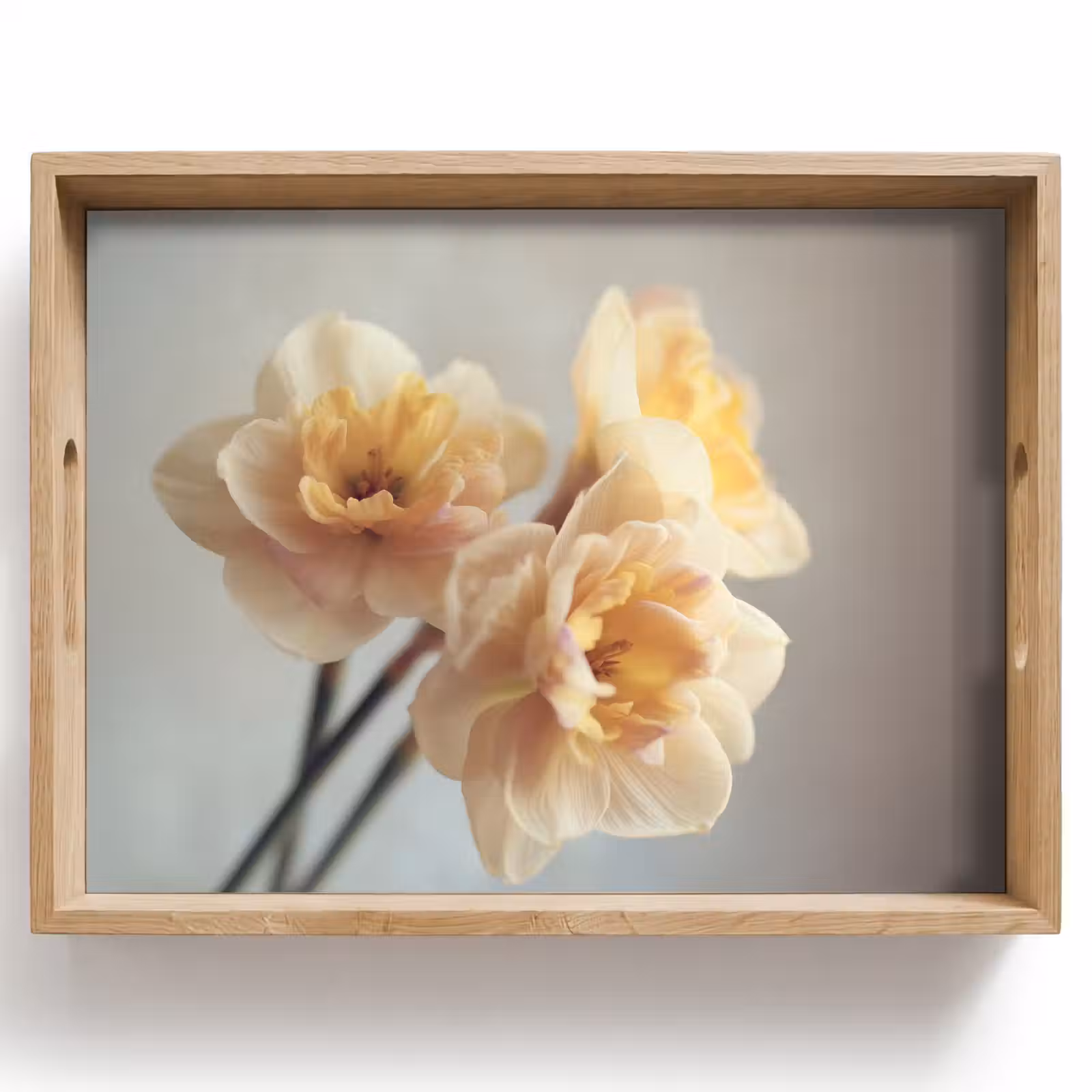 Plateau - Jonquilles - Jaune - Pétales — 1