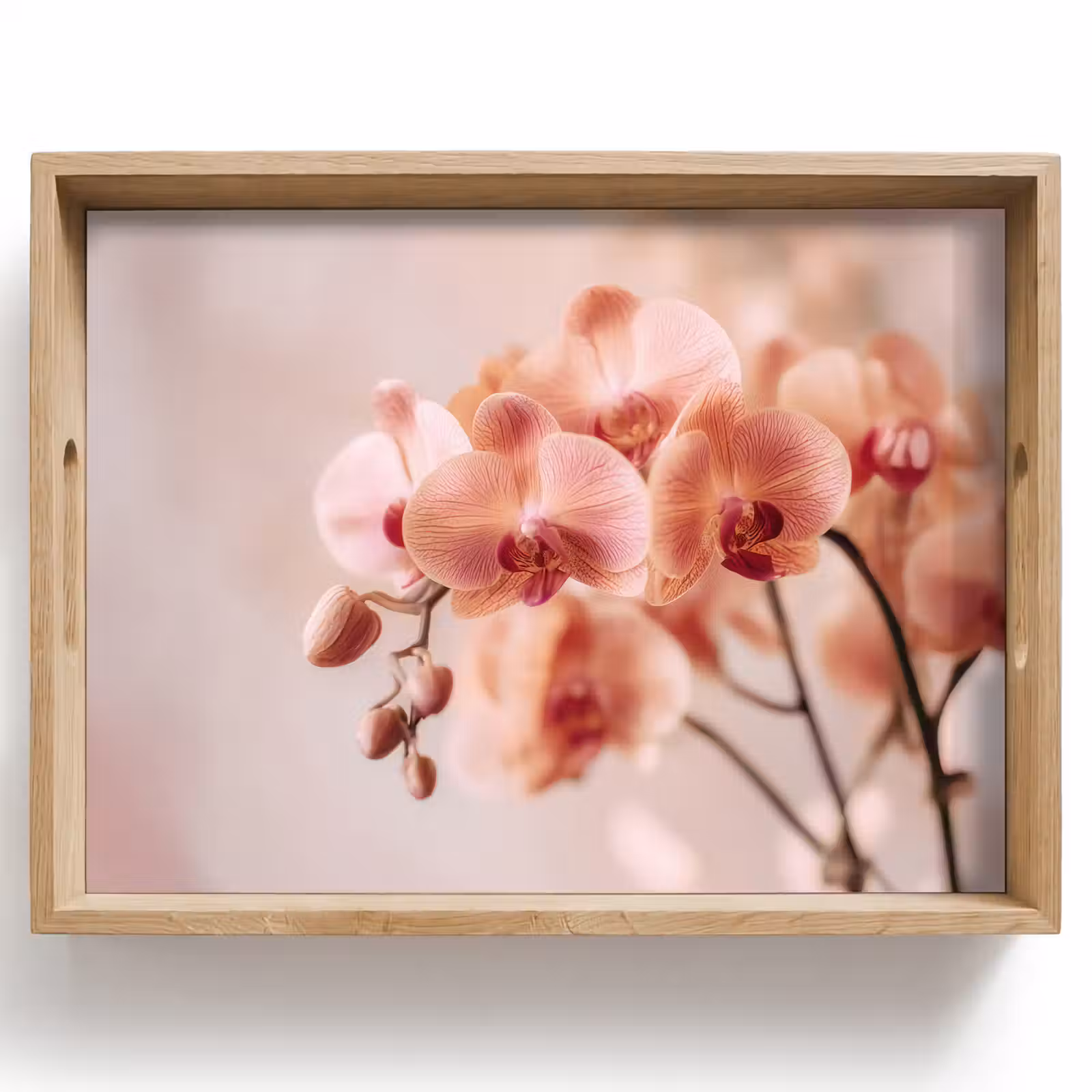 Plateau - Orchidée - Fleurs - Rose - Pétales — 1