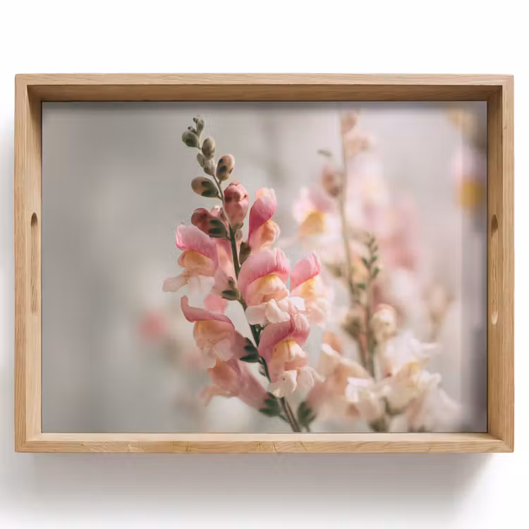 Plateau - Fleur - Muflier - Rose - Tige — 1