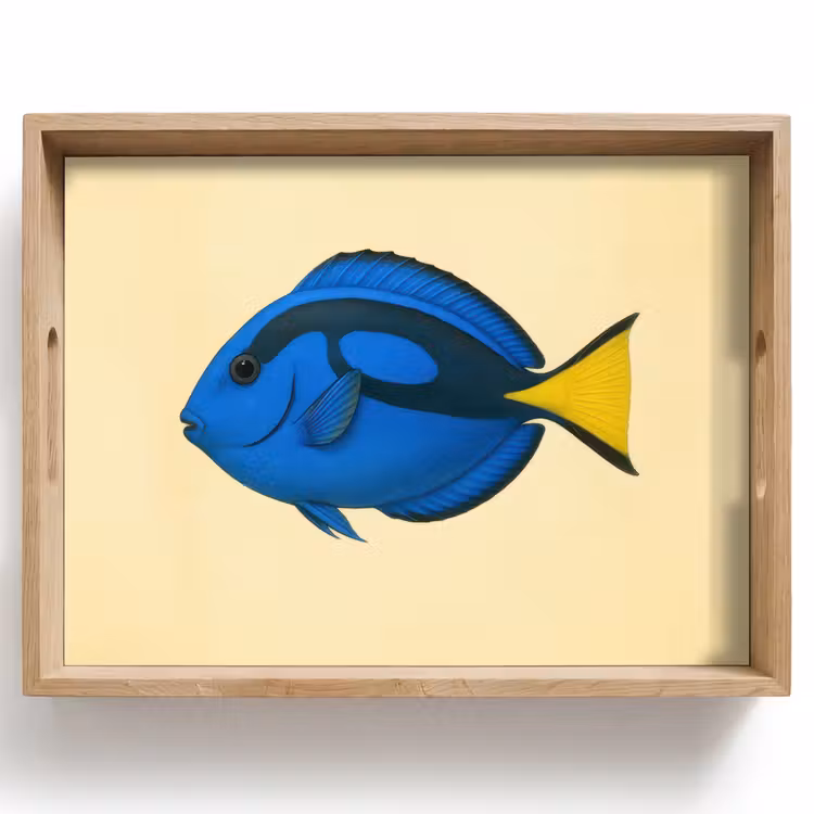 Plateau - Bleu - Dory - Poisson - Nageoire caudale — 1