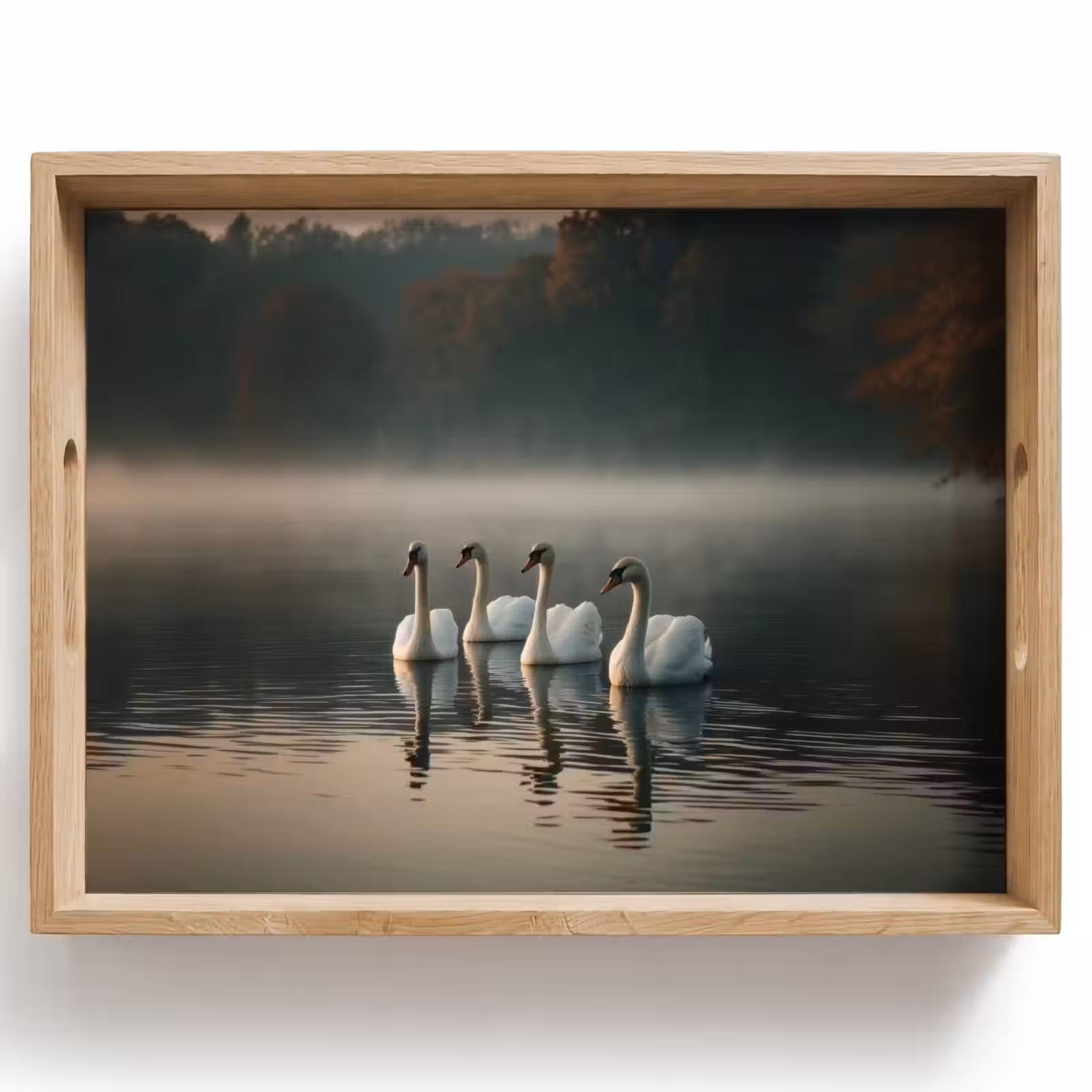 Plateau - Cygnes - Blancs - Eau - Brouillard — 1