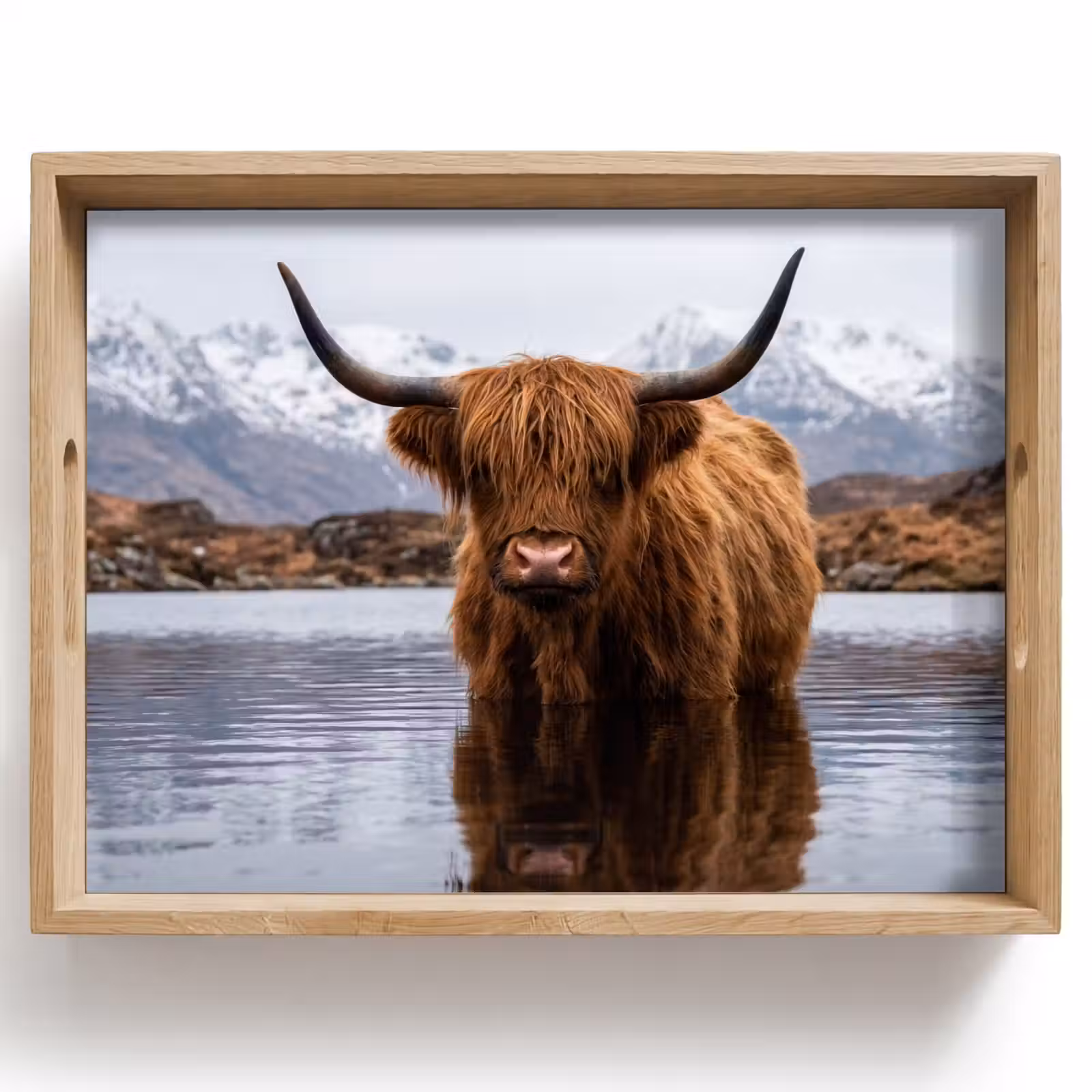 Plateau - Highlander écossais - Marron - Eau — 1