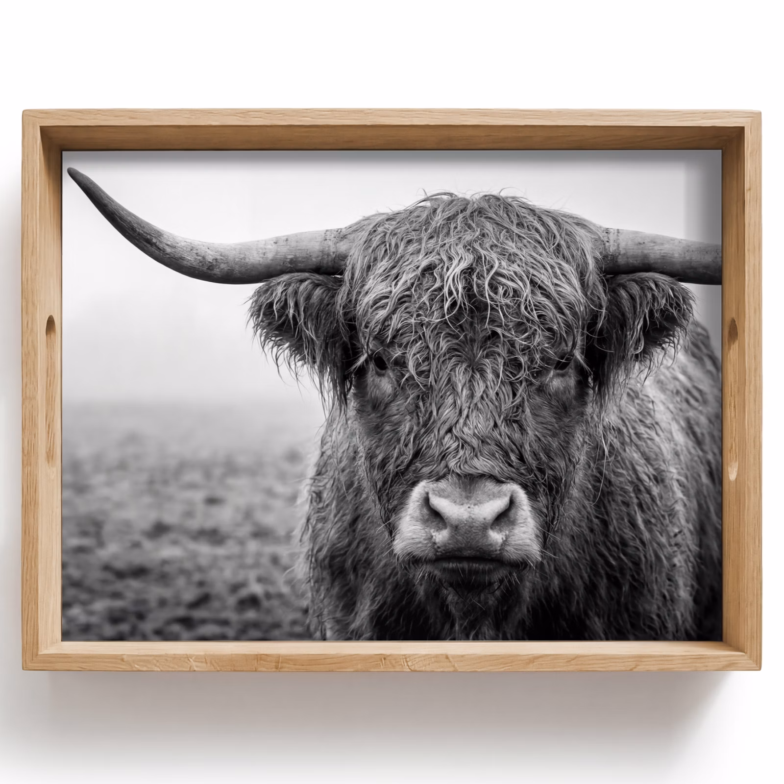 Plateau - Highlander écossais - Noir - Blanc - Herbe — 1