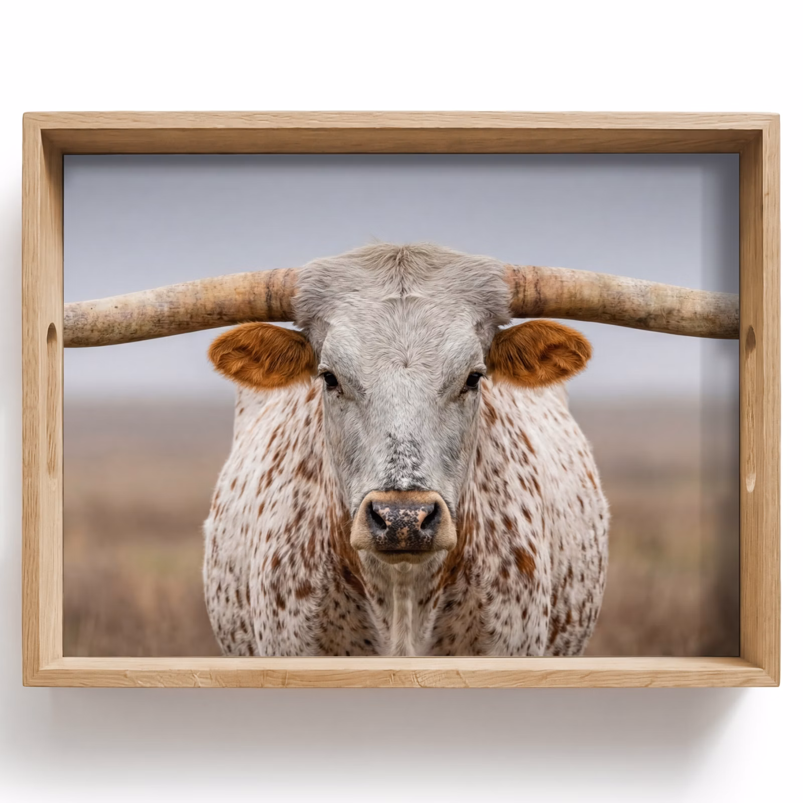 Plateau - Longhorn - Champ d'herbe - Animal — 1