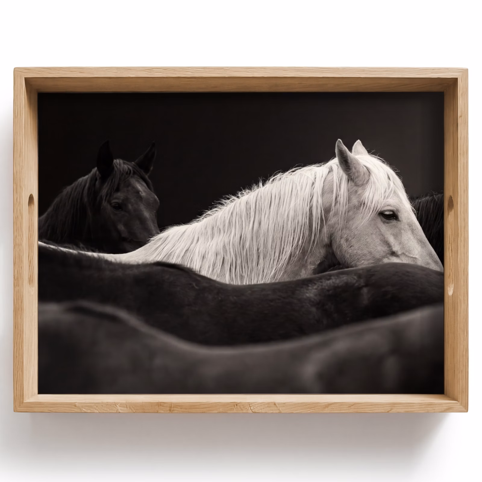 Plateau - Chevaux - Noirs - Blancs - Troupeau — 1