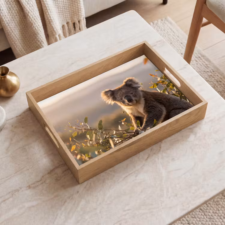 Plateau - Koala - Feuilles - Lumière du matin — 2