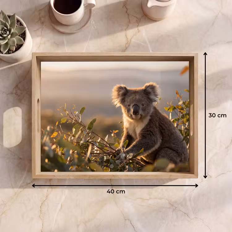 Plateau - Koala - Feuilles - Lumière du matin — 7