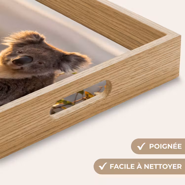 Plateau - Koala - Feuilles - Lumière du matin — 8