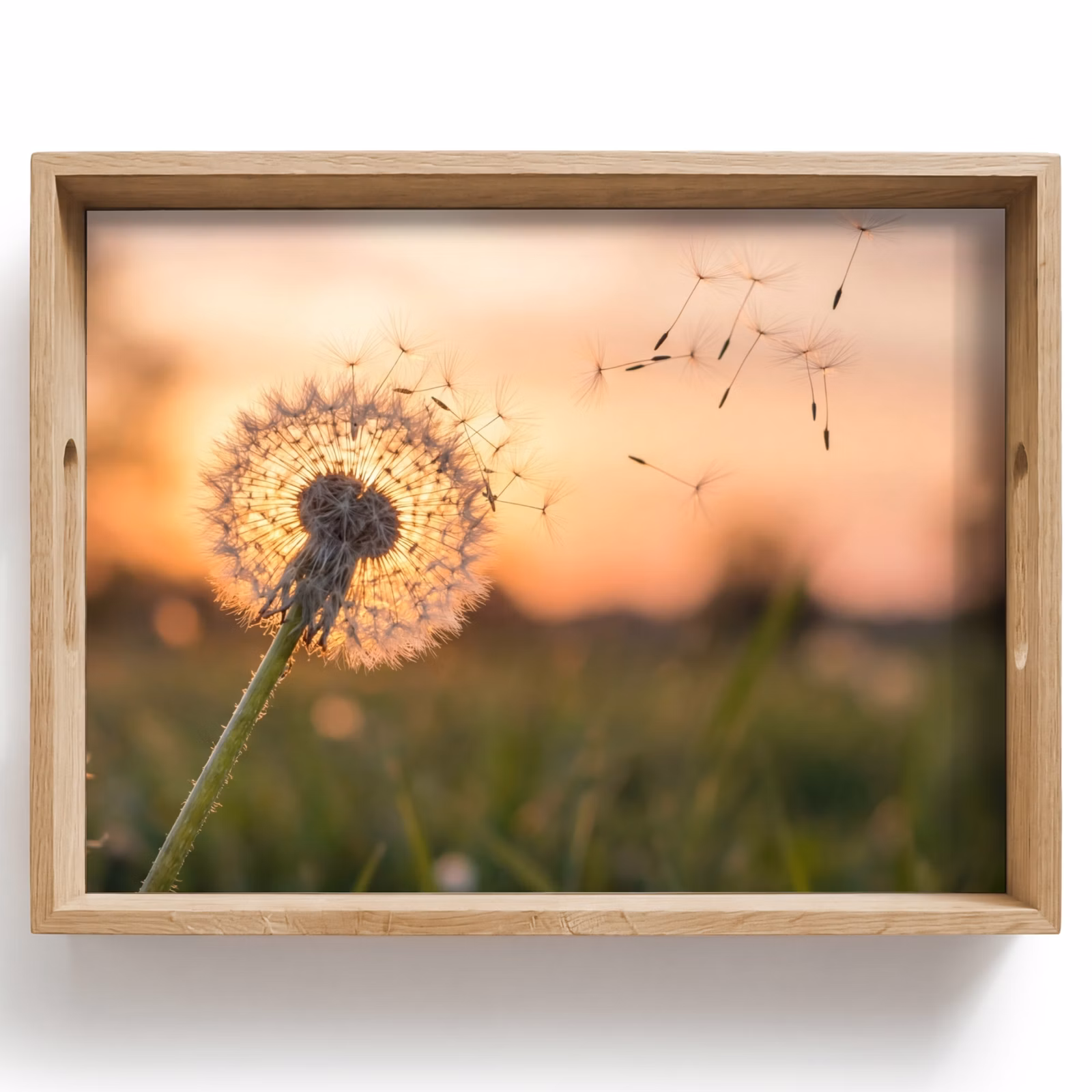 Plateau - Pissenlit - Coucher de soleil - Champ — 1
