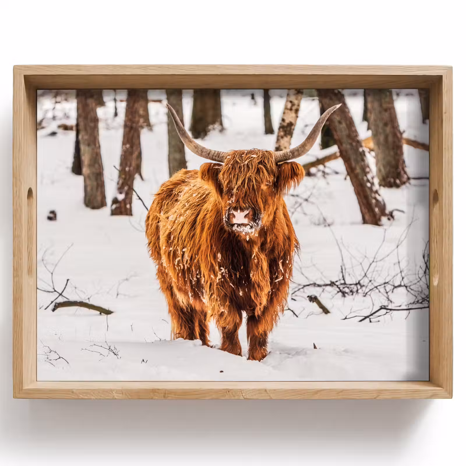 Plateau - Highlander écossais - Neige - Hiver - Nature - Animaux — 1