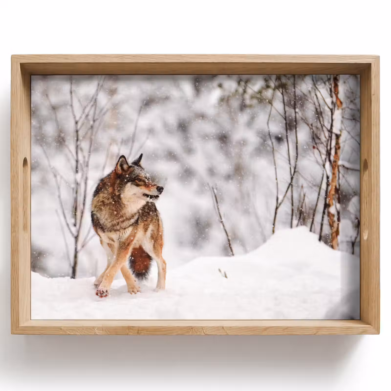 Plateau - Loup - Hiver - Neige - Nature - Animaux — 1
