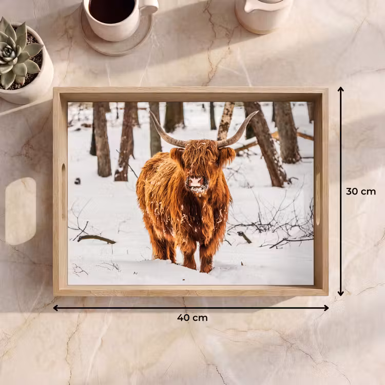 Plateau - Highlander écossais - Neige - Hiver - Nature - Animaux — 7