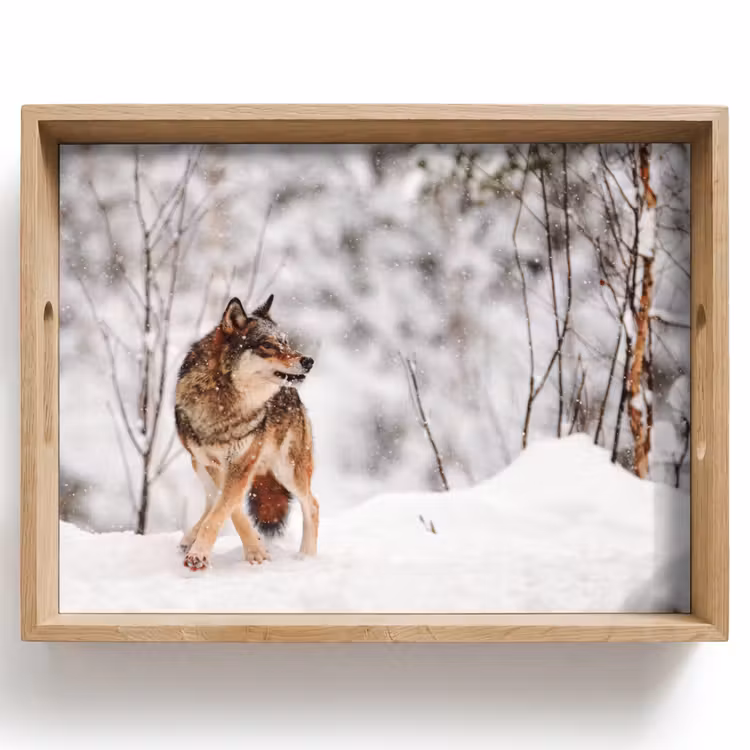 Plateau - Loup - Hiver - Neige - Nature - Animaux — 1