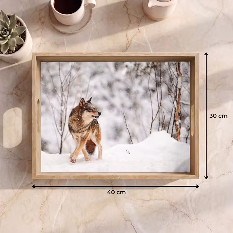 Plateau - Loup - Hiver - Neige - Nature - Animaux — 7