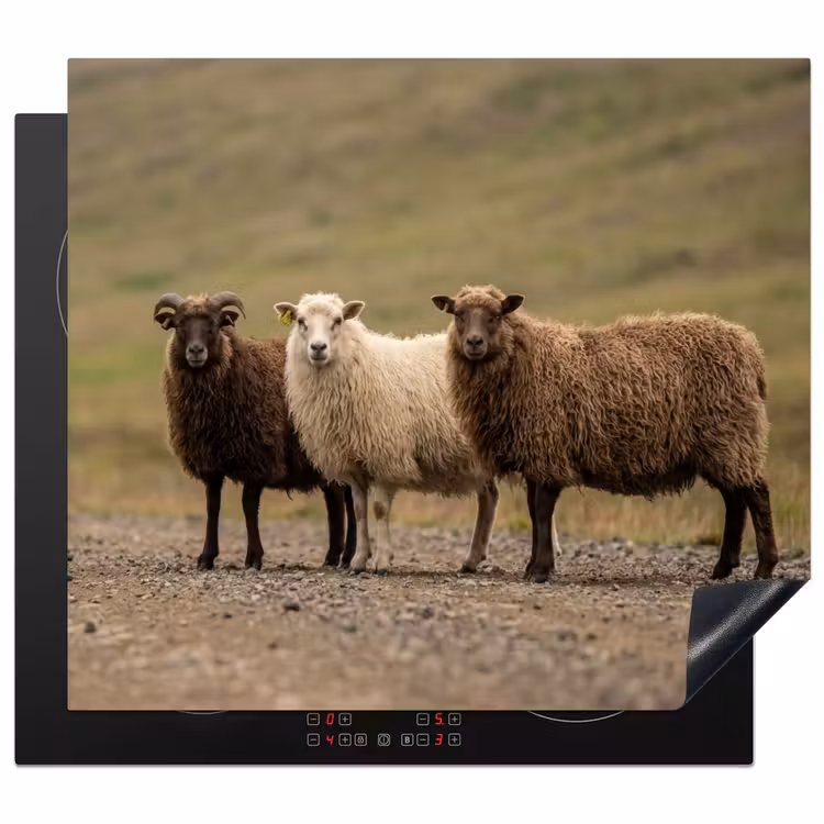 Protection plaque induction - Mouton - Marron - Blanc - Chemin de gravier — 1