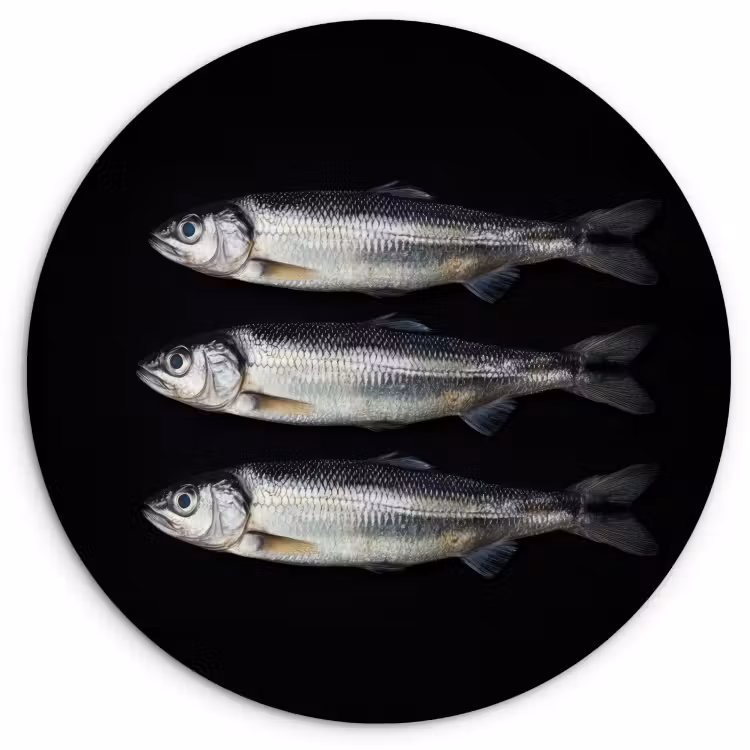 Tableau rond - Hareng - Poisson - Noir — 1