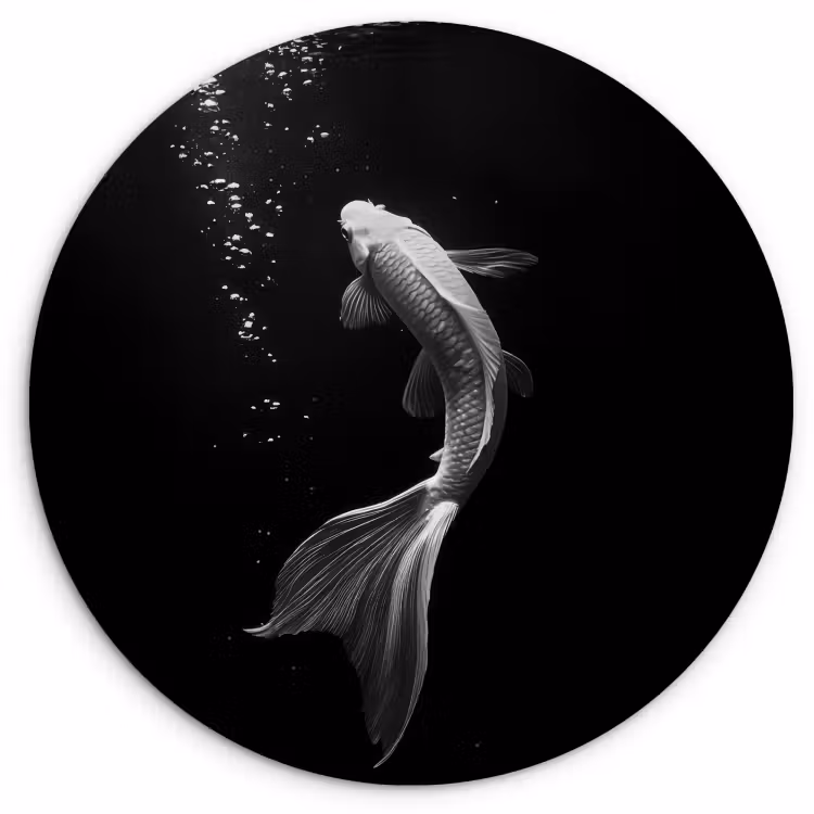 Tableau rond - Koi - Poisson - Blanc - Noir — 1